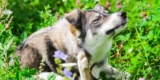 What Are the Signs of Allergies in Pets, and How Can I Help?